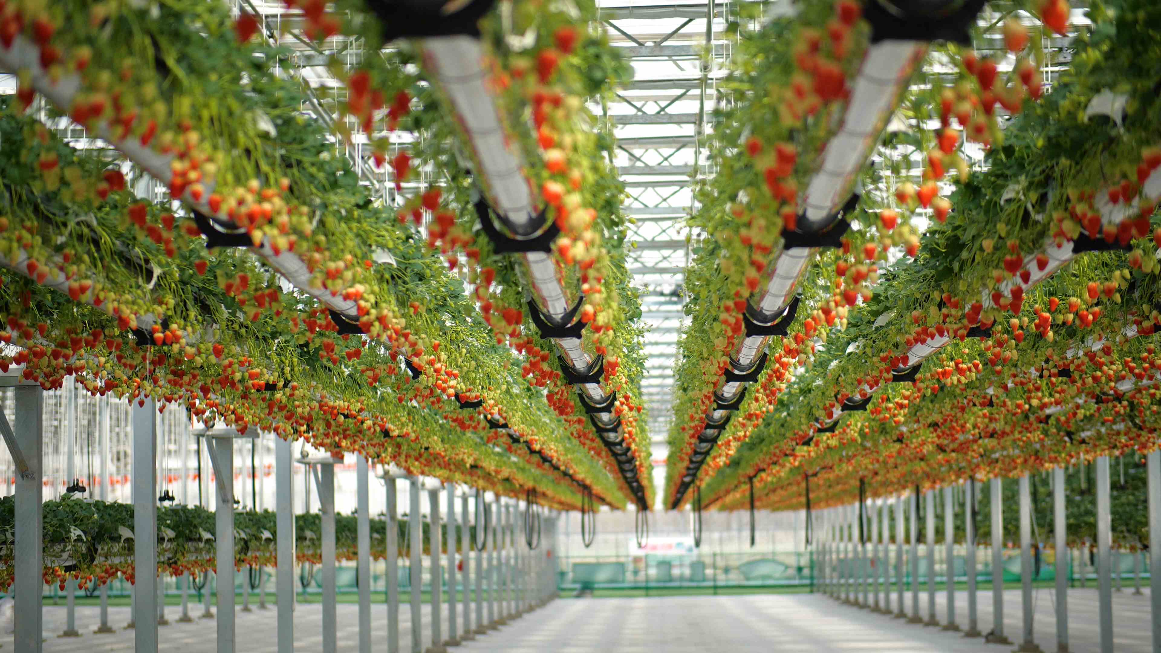 绿沃川空中草莓园