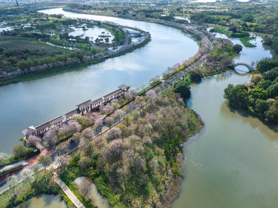 海珠湿地宫粉紫荆花道