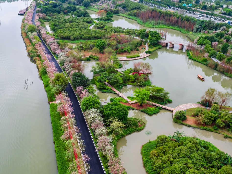 石榴岗河沿岸宫粉紫荆